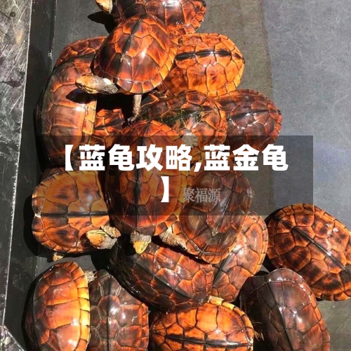 【蓝龟攻略,蓝金龟】-第3张图片